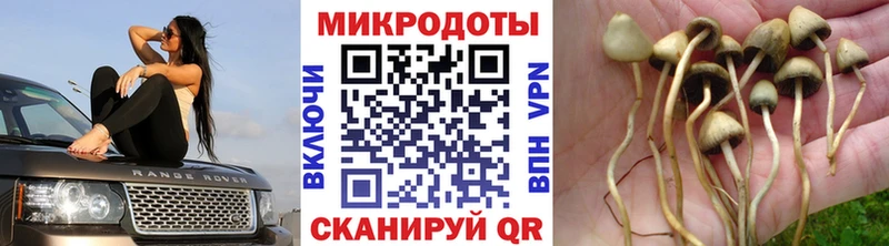 где найти наркотики  Княгинино  omg сайт  Галлюциногенные грибы MAGIC MUSHROOMS 